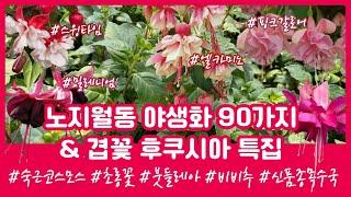 [05.17] 1년 내내 피어나는 겹꽃 후쿠시아 특집! 90가지 노지월동 야생화 소개 키우는방법 흰삭소롬 겹초롱 사라잔대 숙근코스모스 호스타 010.8446.1438 문자주문