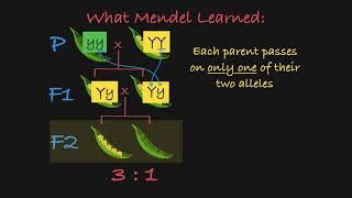 Mendel's P, F1, and F2 Generations Explained