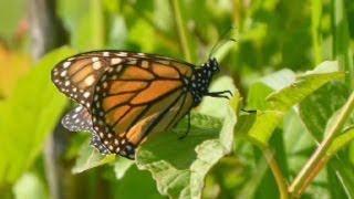 Brooklyn Park man looks to help dwindling monarch butterfly population