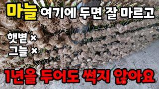 마늘 보관 절대 썩을수 없는 장소는 여기 통풍이 가장 잘되는곳 마늘 장기보관법 썩는 마늘 관리 방법 마늘 냉동 보관법#마늘 수확시기 #garden #gardening #food