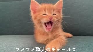 茶トラ猫の子猫時代