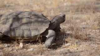 When and How to Move a Tortoise