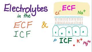 Electrolytes in the ECF and ICF - Sodium, Potassium, Chloride, Calcium, HCO3 - Homeostasis