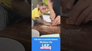Lily is living happily with her Dad P1#short #shorts #monkey