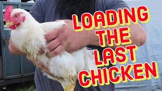 The Last Chicken Leaving The Farm ?!?