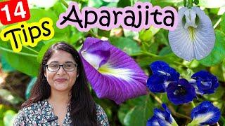 TIPS TO CARE APARAJITA PLANT/ HOW TO GET FLOWERS IN APARAJITA अपराजिता कैसे उगाए #gardening #plants