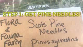 Pine needle tea kombucha recipe