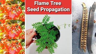 Flame Tree  Seed Propagation | Delonix Regia Royal Poinciana