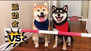 Shiba Olympic | Dog Hurdle Racing - Fun