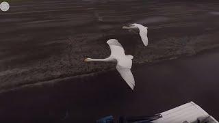 Flying With Swans | 360° | Earth Unplugged