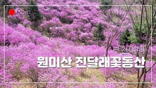 부천 원미산 진달래꽃동산/부천 꽃구경 할만 한곳/어니의 힐링여행