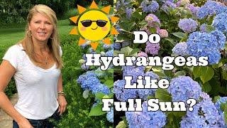 Do Hydrangeas Like Full Sun?