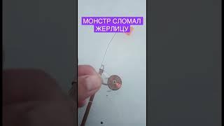 ЩУКА МОНСТР ЛОМАЕТ ЖЕРЛИЦУ. #жерлицы #fishing #зимняяжерлица #ловлянажерлицы