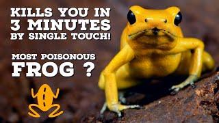 Golden Poison Frog: Top 10 Incredible Facts about the Golden Poison Frog