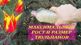 Эта подкормка МАКСИМАЛЬНО увеличит высоту и размер ТЮЛЬПАНОВ. Первая подкормка тюльпанов весной.