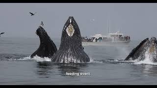 Marvelous Humpback Whale Feeding Spectacle in Monterey, CA EXPLAINED