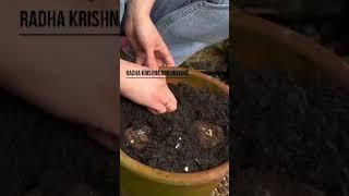 Begonia Imported Flower Bulbs #trending #viarlshort #plants #begonia #viralvideo