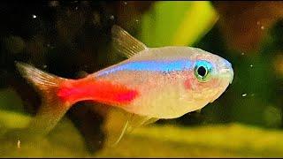 Real Freshwater Aquarium Fish Water Sounds ASMR