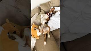 Сосиска в желудке всегда есть #бигльфарадэй #собака #beagle #фарадэй #бигльфарик #бигль