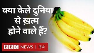 Banana, जिस फल को दुनियाभर में इतना पसंद करते हैं, उस पर क्यों मंडराया ख़तरा? (BBC Hindi)