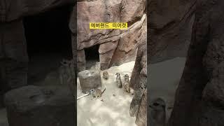 에버랜드 미어캣