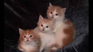 the three kittens uploaded by andrey