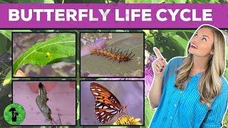 Life Cycle of a Butterfly