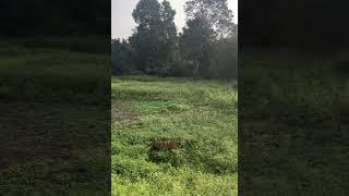 WILD Tiger Strolls Along Kabini River Side!