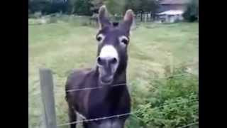 Funny Screaming Donkey