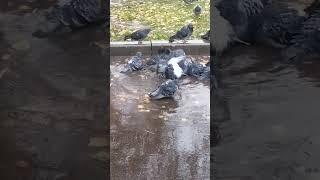 У голубей банный день / Pigeons have communal bath