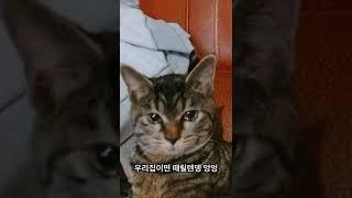 #shorts 눈물 그렁그렁한 뚱냥이 워리 