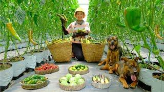 Harvesting Vietnamese Chili Peppers, Wild Bitter Melon, Chocolate Chili, Lime, Cabbage, Bamboo Shoot