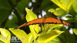 Dione juno butterfly (Heliconiini - Heliconiinae - Nymphalidae) [Part1]