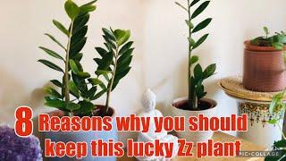 Zz plant | Fortune tree| Eight benefits of Zz plant #zzplant #benefits #luckyplants