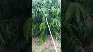 yêu cà phê dây