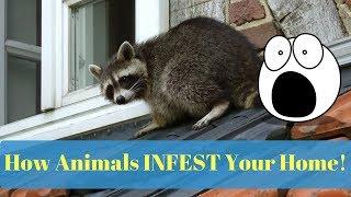 How Animals INFEST Your Home & How To Prevent It