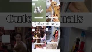 cute animals funny video trending shorts  #funnuanimals #cuteanimalsfunnyvideos #funnycomedyshort