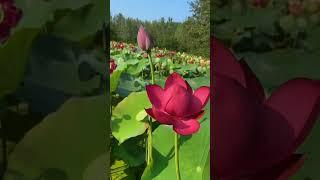 A graceful unfolding of lotus petals lotus flower #flowers #lotus #beautiful #nature #garden #calm