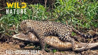 WILD PANTANAL | The Land of Dominant Giants | Animal documentary