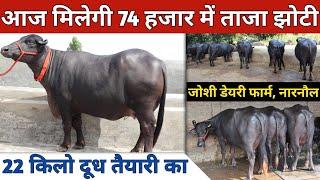 आज मिलेगी 74 हजार में ताजा झोटी, बिक्री वाली 12 भैंसे | Joshi Dairy Farm (9813362304)