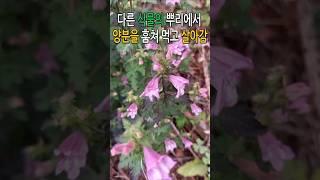 다른 식물의 영양분을 훔쳐먹고 사는 나도송이풀(현삼과 반기생식물)