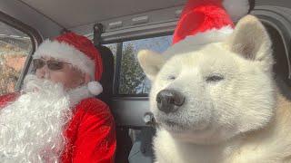 クリスマスの買出しに出かけるサンタさん柴犬