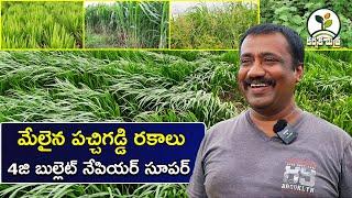 ఈ పచ్చిగడ్డి రకాలతో పాల దిగుబడి పుష్కలం| Best Green Grass Varieties in Dairy farming |Karshaka Mitra