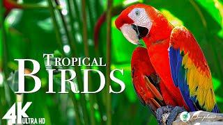 Amazon 4k: Tropical Birds In 4k - Beautiful Bird Sounds Of Rainforest | Scenic Relaxation Film