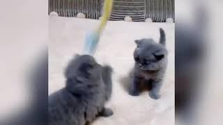Котята Аси.