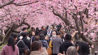 Thousands flock to see cherry blossoms in Japan's Kazawu | AFP