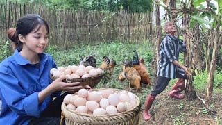 Harvest eggs to sell at the market - grow bananas and vegetables | Ly Tieu Sua