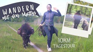 WANDERN mit Pferd - 10km Tagestour mit den Shettys