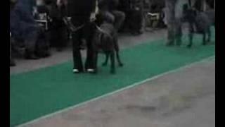 Dogo Canario - OPEN CLASS