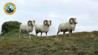 BIGHORN HYBRID SHEEP